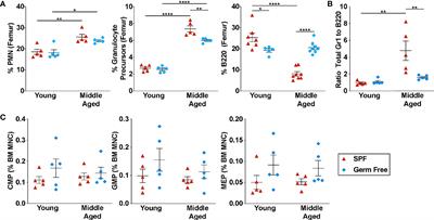 Microbiota Signals Suppress B Lymphopoiesis With Aging in Mice